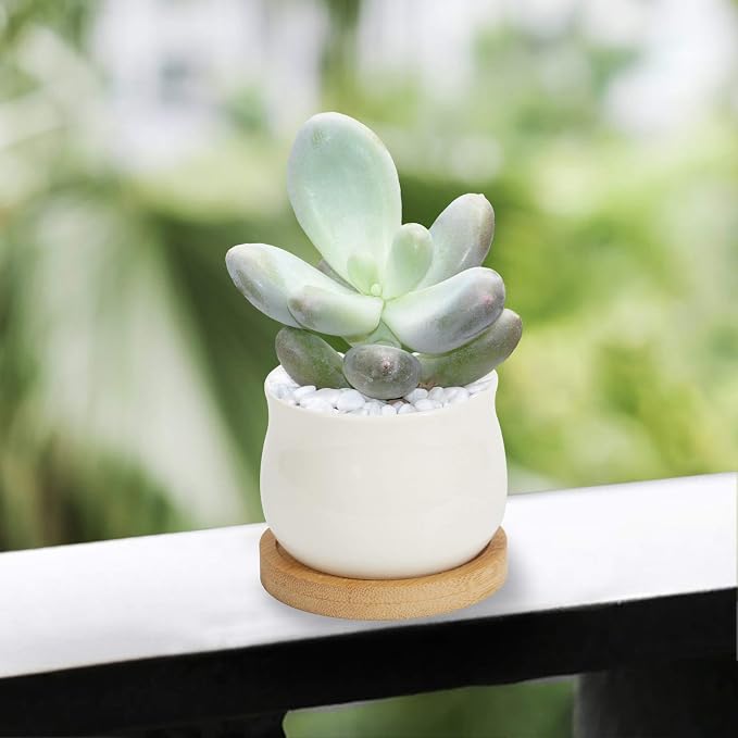 ZOUTOG 12 Pack Succulent Pots, 2.6 Inch Mini Ceramic Pots for Flower or Cactus Plants with Drainage Hole,Plants Not Included