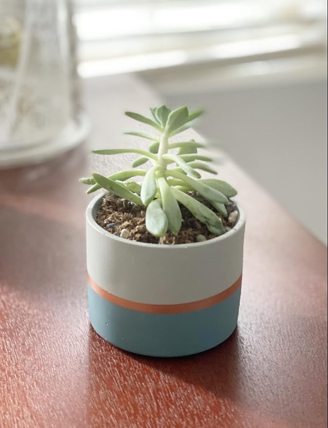 Assorted Nordic Cement Succulent Pots 3.5" Planters with Drainage | 3 Pack