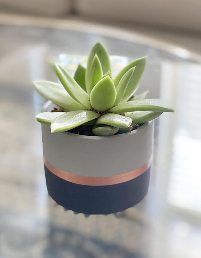 Assorted Nordic Cement Succulent Pots 3.5" Planters with Drainage | 3 Pack