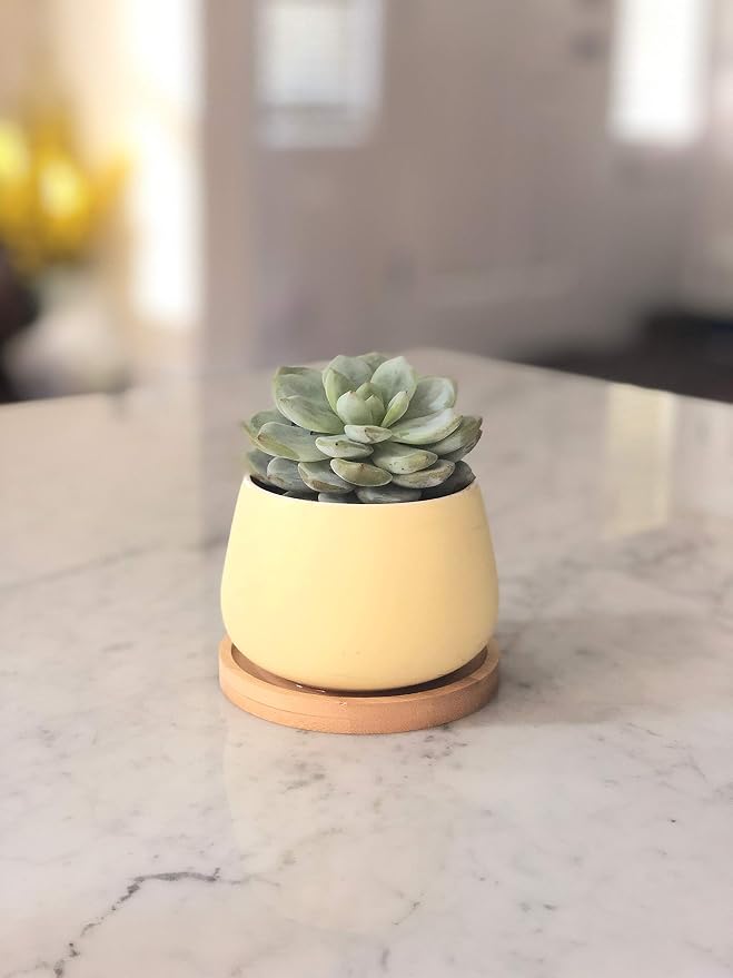Assorted Blue Pink Yellow Round Ceramic Succulent Pots 3" Planters with Drainage | Bamboo Tray | 3 Pack