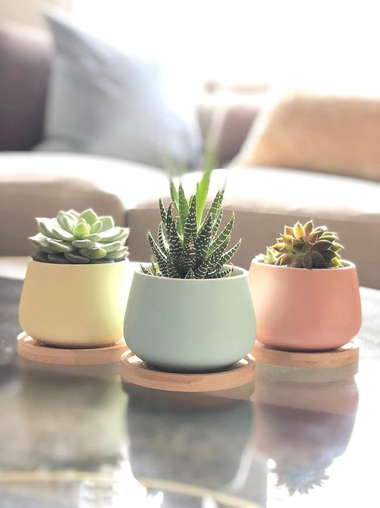 Assorted Blue Pink Yellow Round Ceramic Succulent Pots 3" Planters with Drainage | Bamboo Tray | 3 Pack