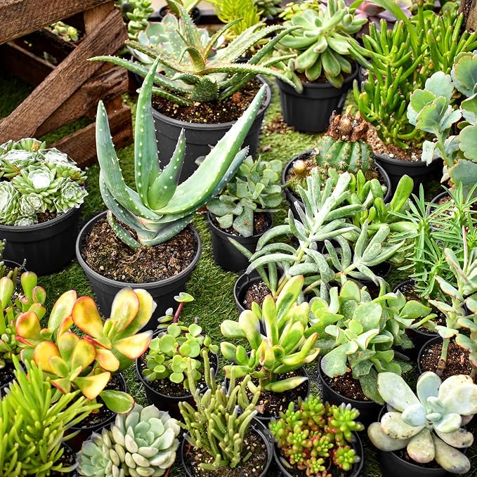 RAOOKIF 100 Pack Nursery Pots, 6 Inch Plastic Plant Pots with Drainage Holes, Black Garden Flower Pots for Transplanting, Succulents, Cuttings, Seedlings (6inch,100pcs)